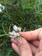 Astragalus robbinsii