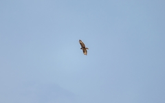 Buteo buteo