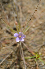 Byblis liniflora