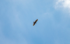 Buteo buteo