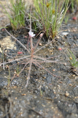 Byblis liniflora