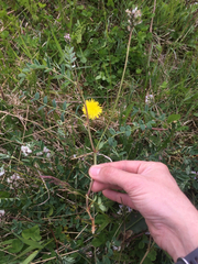 Astragalus robbinsii