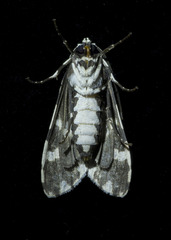 Eucereon tigrata