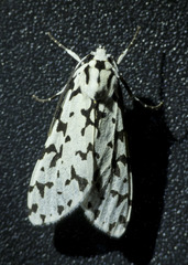 Eucereon tigrata