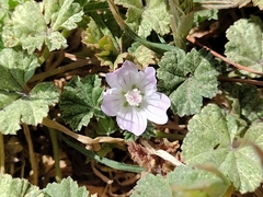Malva neglecta