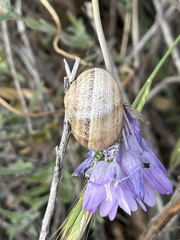 Helicoidea