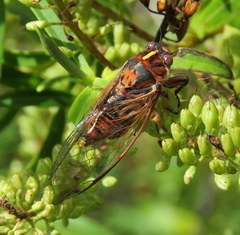 Kikihia peninsularis