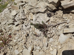 Petrosedum subulatum