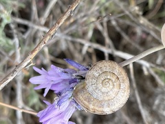 Helicoidea