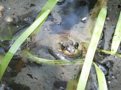 Lithobates virgatipes
