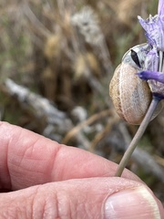 Helicoidea