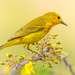 Yellow Warbler - Photo (c) Gérard Cachon, some rights reserved (CC BY-NC-ND)