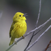Yellow Warbler - Photo (c) Alan Vernon, some rights reserved (CC BY-NC-SA)
