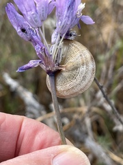 Helicoidea