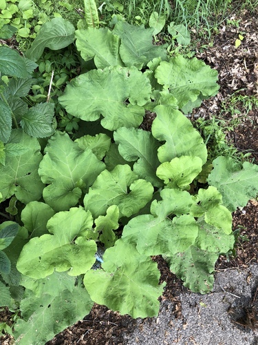 photo of Burdocks (Arctium)