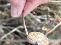 Helicoidea