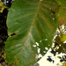 Shorea robusta - Photo (c) Chief RedEarth, algunos derechos reservados (CC BY-NC-ND), subido por Chief RedEarth