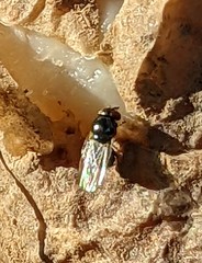 Desmometopa varipalpis