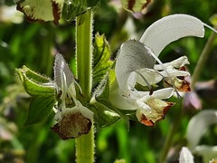 Salvia verbascifolia