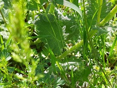 Salvia verbascifolia