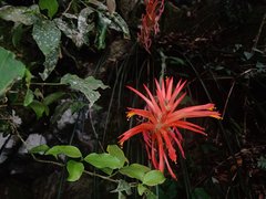 Pitcairnia ringens