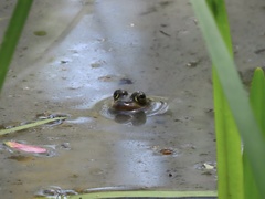 Lithobates virgatipes