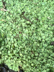 Marchantia polymorpha