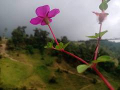 Heterocentron elegans