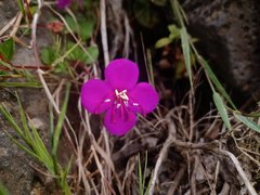 Heterocentron elegans