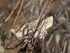 Euchlaena marginaria