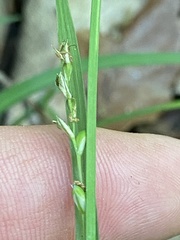 Carex purpurifera