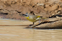 Ptilotula keartlandi