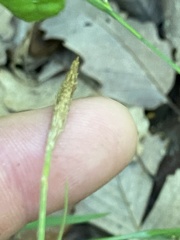 Carex purpurifera