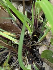 Carex purpurifera