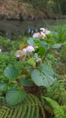 Begonia cucullata