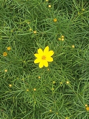 Coreopsis verticillata