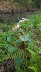 Begonia cucullata