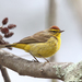 Palm Warbler - Photo (c) Tom Murray, some rights reserved (CC BY-NC)