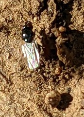 Desmometopa varipalpis