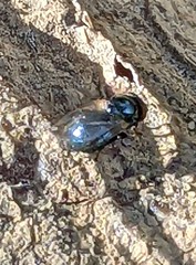 Desmometopa varipalpis