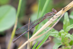 Argia nahuana