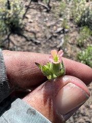 Silene multinervia