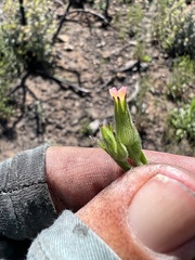 Silene multinervia