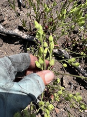 Silene multinervia
