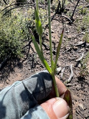 Silene multinervia