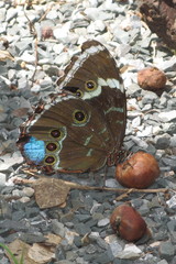 Morpho helenor achillides