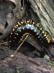 Apheloriini