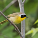 Common Yellowthroat - Photo (c) Tony Varela Photography, some rights reserved (CC BY-NC-ND)