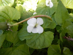Viola macloskeyi