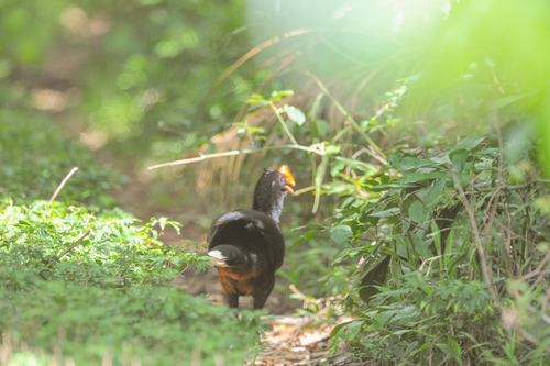 Razor-billed Curassow